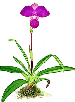 kovachii_orchid.jpg 