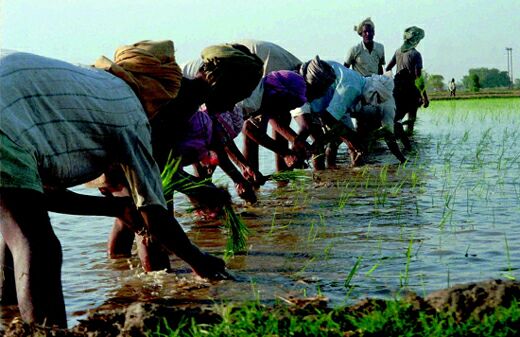 2003_punjabi_workers_on_rice_paddy.jpg 