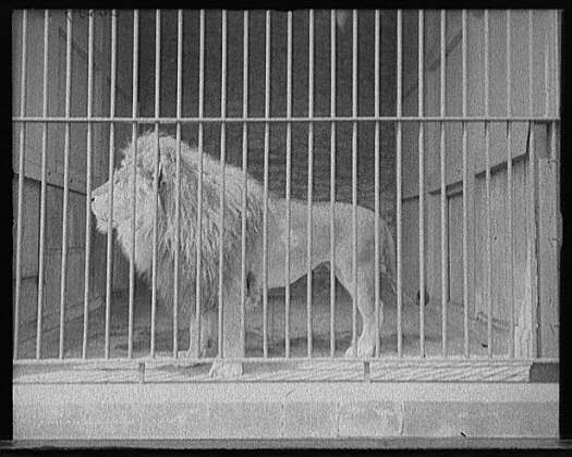 brutus_cinczoo_1907.jpg 