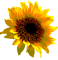 sunflower4_posterized.gif 