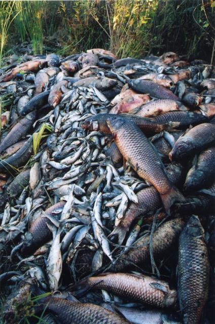 640_pile_of_dead_fish_1.jpg 