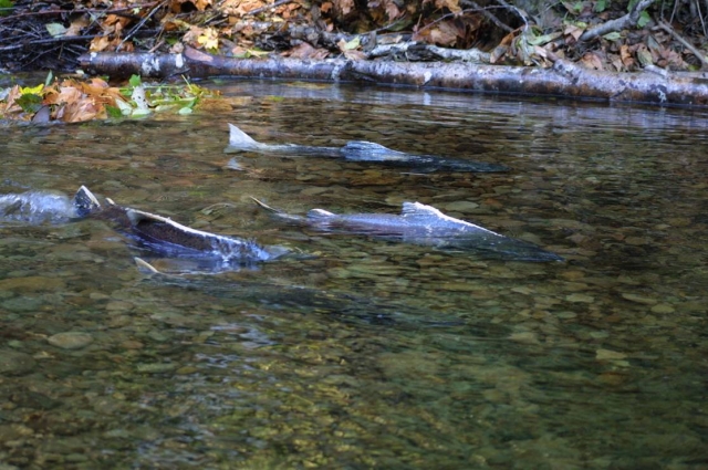 Central Valley Salmon Collapse As Delta Water Exports Top Record Indybay