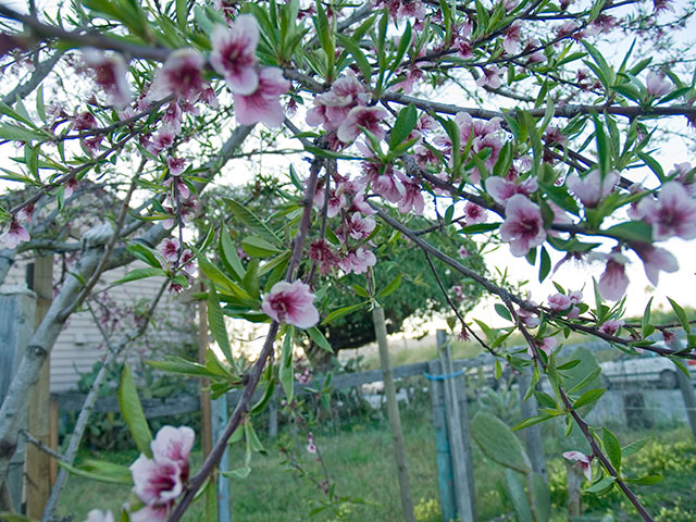 peach-blossom_3-27-08.jpg 