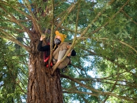 tree-sitter3_6-2-08.jpg