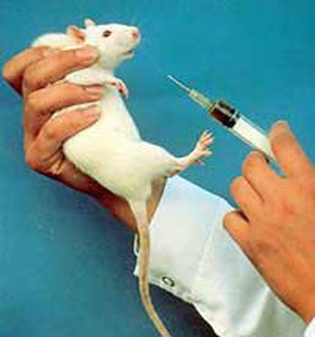 mouse-vivisection.jpg 