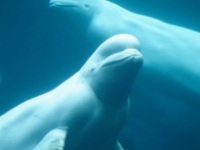 belugawhales2b.jpg