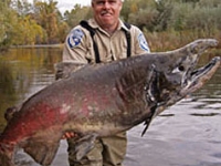 huge_chinook_salmon.jpg