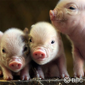 piglets3.jpg 