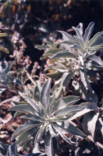 640_white_sage_leaf_detail.jpg 