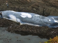 dead_blue_whale.jpg