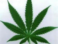cannabis_leaf.jpg
