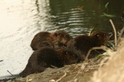 beaverkits.jpg 