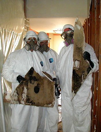 mold1_lg.jpg 