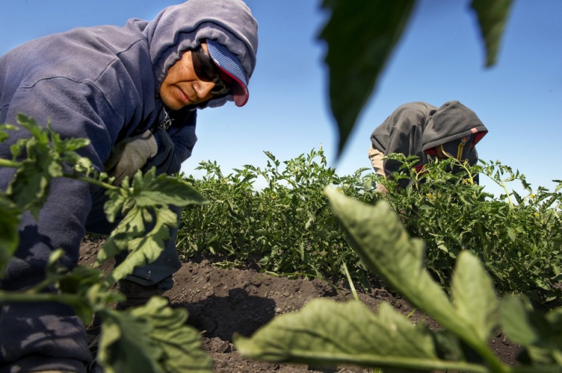 800_farmworkers_in_fields.jpeg 