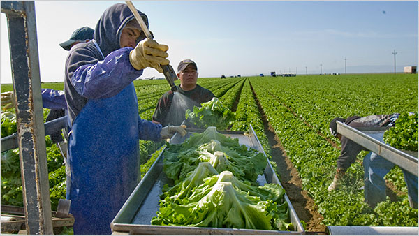 farmworkers_spraying_produce.jpg 