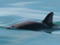 120_vaquita_paula_olson_noaa.fpwc_.jpg