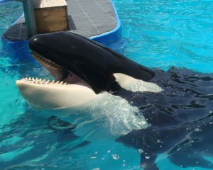 lolita-article-orca-image-miami-seaquarium.jpg 