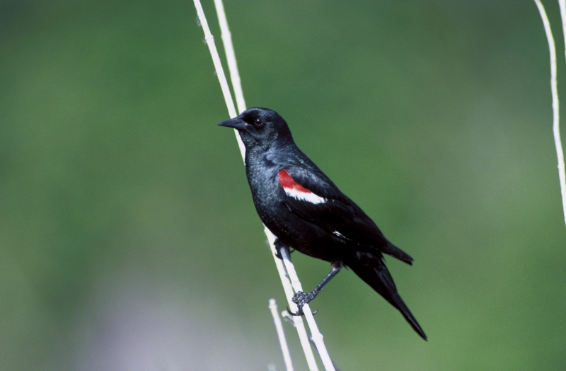 800_tricolored_blackbird_usfws_fpwc.jpg 