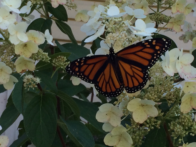 800_monarch_butterfly_collette_adkins_center_for_biological_diversity_fpwc.jpg 