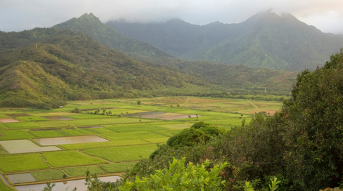 hawaii-farms.jpg 