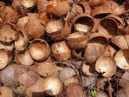 coconut shell thesis
