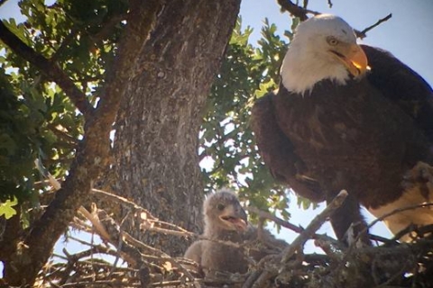 bald_eagle-central-california.jpg