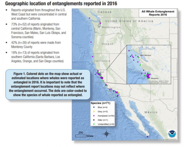 sm_california_whale_entanglements_2016_san_francisco_monterey_bay.jpg 