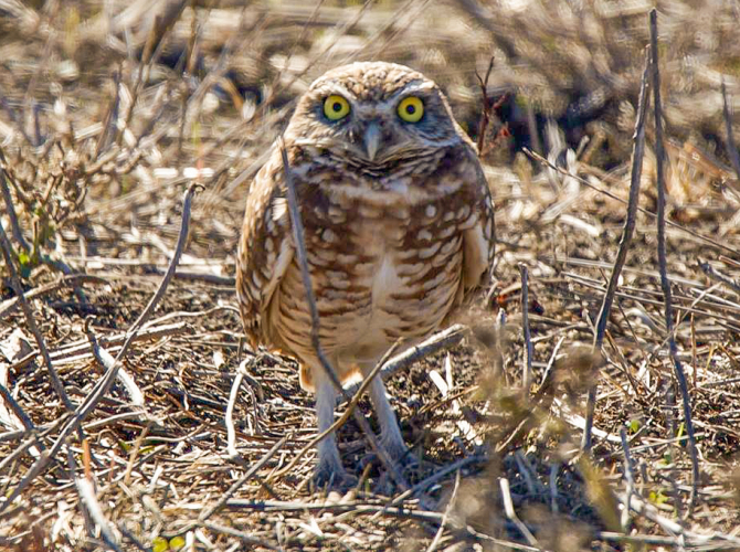 sm_burrowing-owl.jpg 