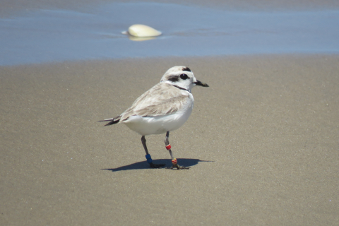 480_snowy_plover_by_jeff_miller_center_for_biological_diversity_1.jpg