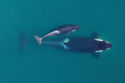 480_southern_resident_killer_whale_noaa_fpwc_06_1.jpg