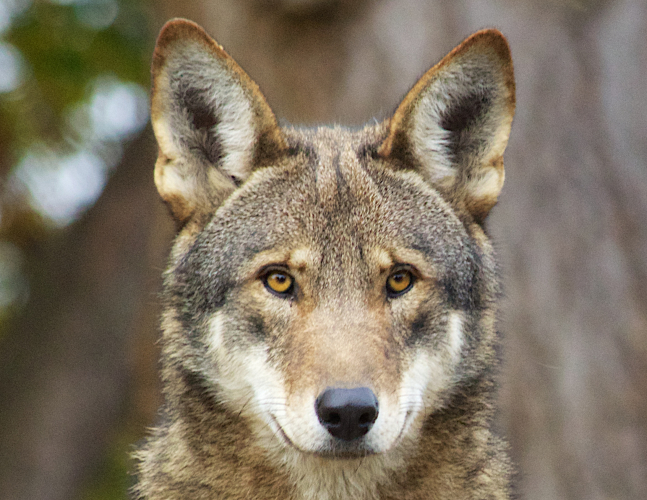 sm_rsred_wolf_b_bartel_usfws_fpwc.jpg 