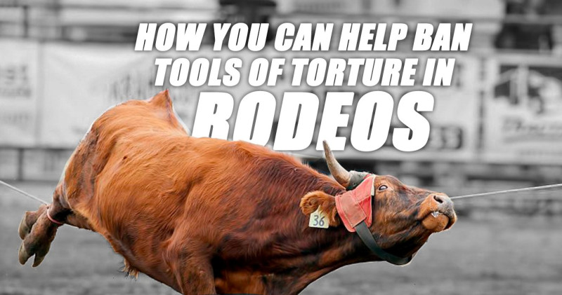 sm_meetup-_how_you_can_help_ban_tools_of_torture_in_rodeos_.jpeg 