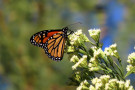 135_rsmonarch_butterfly_patrick_donnelly_fpwc.jpg