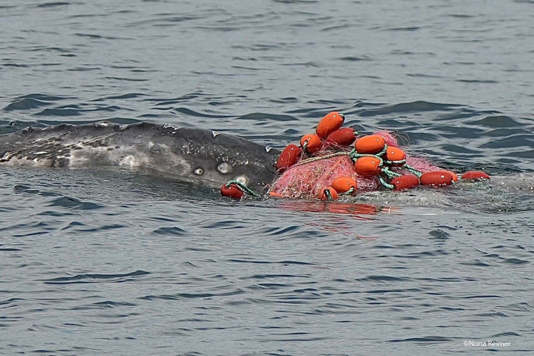 Gray Whale Severely Entangled in Gillnet Fishing Gear off California :  Indybay