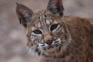 135_bobcat-540x360-1.jpg