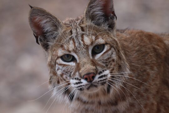 bobcat-540x360-1.jpg