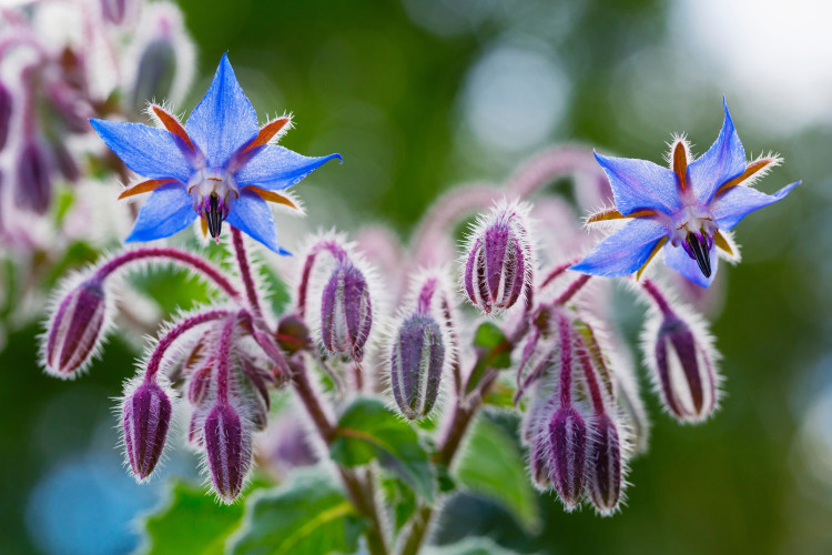 borage by daniele