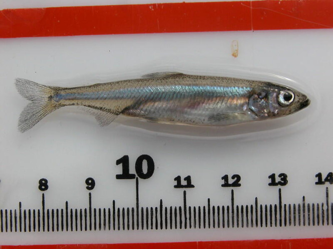 Photo of Delta Smelt courtesy of the USGS.