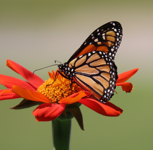 Safeguards Urgently Needed to Save Legendary Butterfly Migration