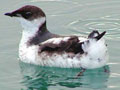 Lawsuit Filed to Protect Endangered Marbled Murrelet in Santa Cruz Mountains