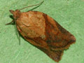 USDA Maintains Classification of Light Brown Apple Moth as Actionable Quarantine Pest