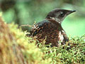 Protections Increased for Endangered Seabird in Santa Cruz Mountains State Parks