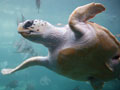 Swordfish Drift Gillnet Fishery Restricted to Protect Loggerhead Sea Turtles