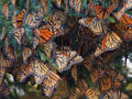 Monarch Butterflies in North America Found to be Vulnerable to Extinction