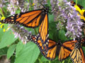 Lawsuit Launched for Endangered Species Act Protection of Monarch Butterflies