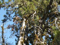 Santa Cruz Cypress Recovering, Reclassified as "Threatened"