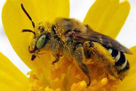 Landmark Report Reveals Hundreds of Native Bee Species Sliding Toward Extinction