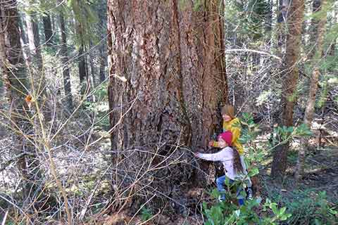 Extreme Logging Planned for Plumas National Forest