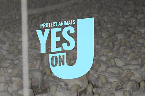 Historic Factory Farm Ban on November 5th Ballot in Sonoma County