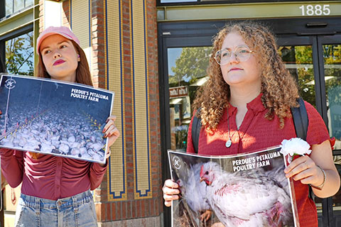 UC Berkeley Student Jailed in Sonoma County for Rescuing Chickens
